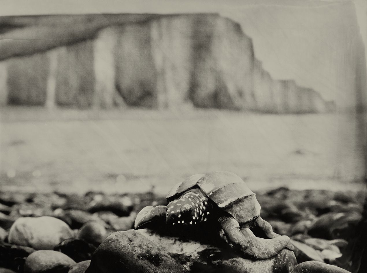 Leatherback Sea Turtle Seven Sisters UK
